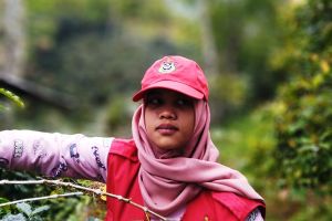 Mahasiswi KKN Unhas Meneliti Hama dan Penyakit Kopi di Pattaneteang