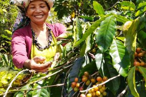 Menikmati Alam dan Kopi di Desa Pattaneteang